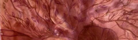 Exposition FORET à la Galerie Frontières